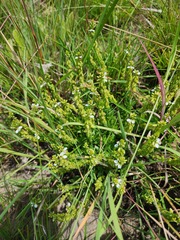 Polygala rhinostigma