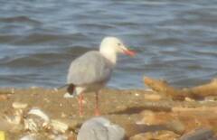 Chroicocephalus genei