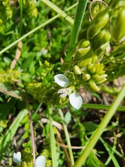 Polygala rhinostigma