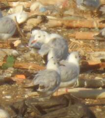 Chroicocephalus ridibundus