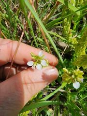 Polygala rhinostigma