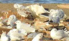 Chroicocephalus ridibundus