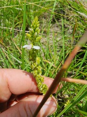Polygala rhinostigma