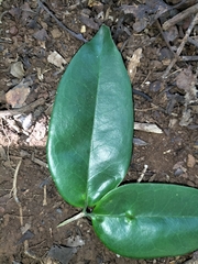 Memecylon talbotianum