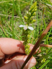 Polygala rhinostigma