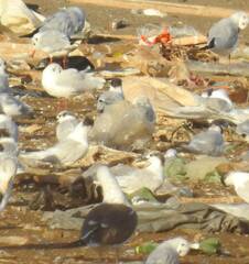 Thalasseus sandvicensis