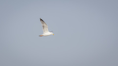 Larus argentatus mongolicus