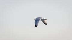 Larus argentatus mongolicus