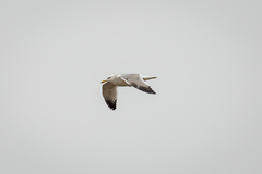 Larus argentatus mongolicus