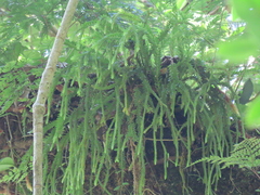 Phlegmariurus fordii