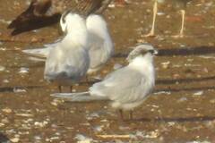 Thalasseus sandvicensis