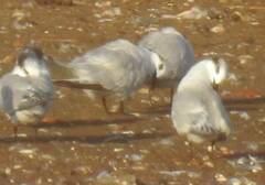 Thalasseus sandvicensis