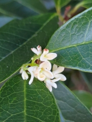 Osmanthus fragrans