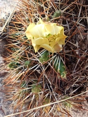 Maihueniopsis molfinoi