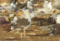 Larus fuscus