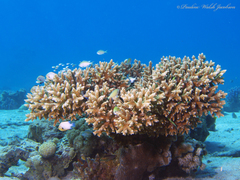 Dascyllus marginatus