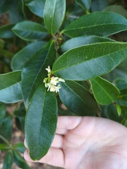 Osmanthus fragrans