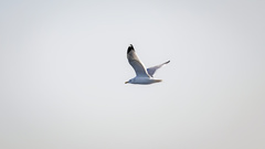 Larus argentatus mongolicus