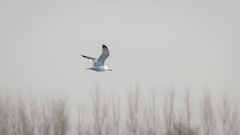 Larus argentatus mongolicus