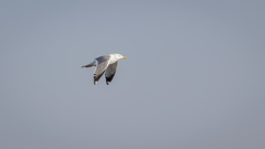 Larus argentatus mongolicus