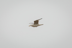 Larus argentatus mongolicus