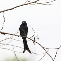 Dicrurus macrocercus