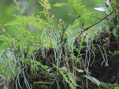 Phlegmariurus sieboldii