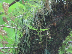 Phlegmariurus sieboldii