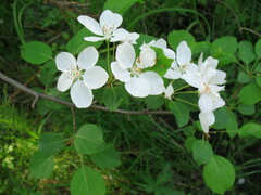 Malus baccata