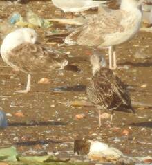 Larus fuscus