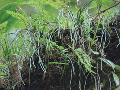 Phlegmariurus sieboldii