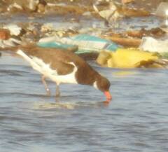 Haematopus ostralegus