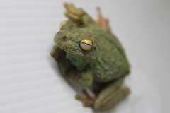 Itapotihyla langsdorffii