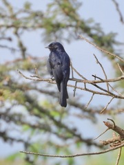 Melaenornis