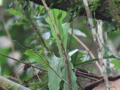 Calanthe arisanensis