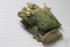 Itapotihyla langsdorffii