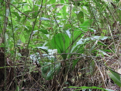 Calanthe