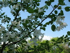 Malus baccata