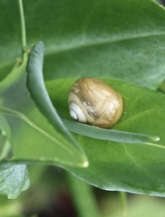 Microkerkus leucospira