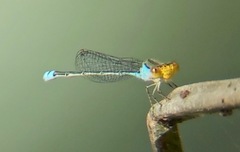 Pseudagrion rubriceps