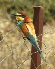 Merops apiaster