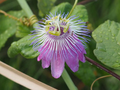 Passiflora urbaniana