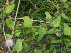 Passiflora urbaniana