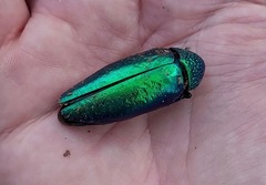 Sternocera aequisignata