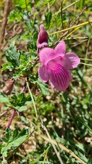 Dicerocaryum senecioides