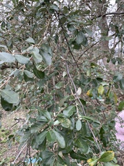 Elaeagnus oldhamii
