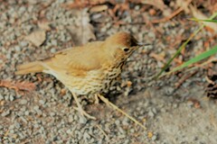 Turdus philomelos clarkei