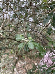 Elaeagnus oldhamii