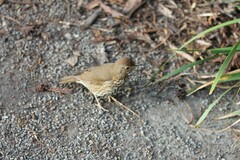 Turdus philomelos clarkei