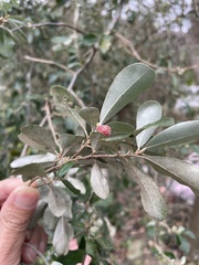 Elaeagnus oldhamii